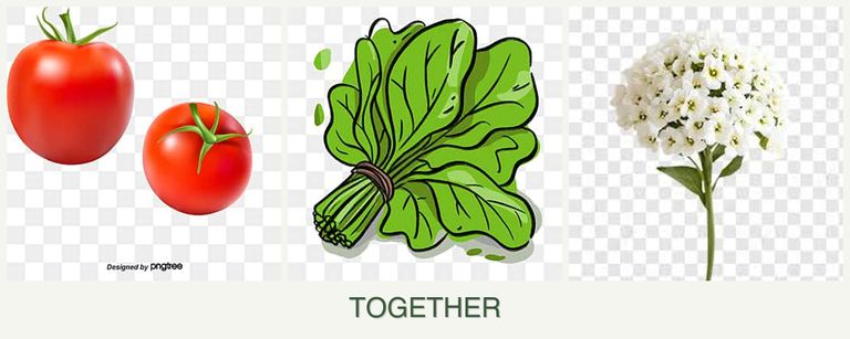 Can you plant tomatoes, spinach and alyssum together?
