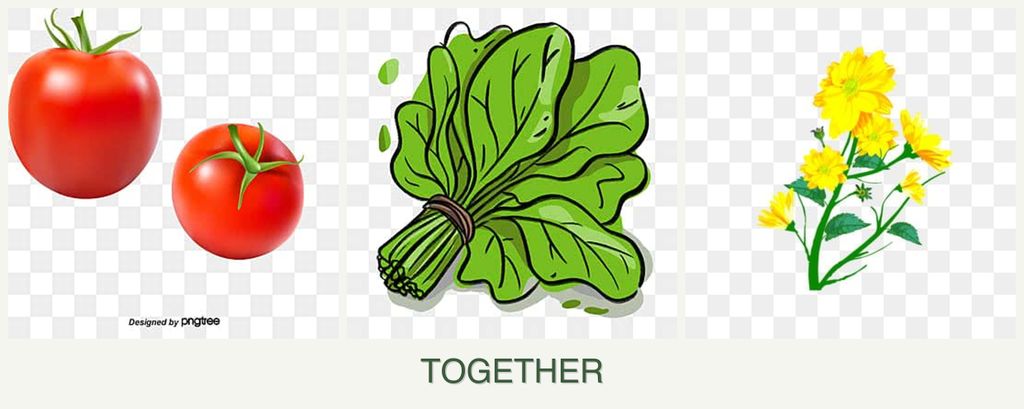 Can you plant tomatoes, spinach and calendula together?