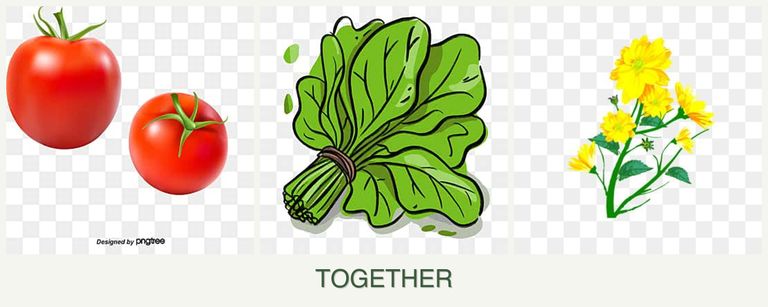 Can you plant tomatoes, spinach and calendula together?