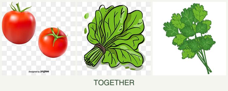 Can you plant tomatoes, spinach and cilantro together?