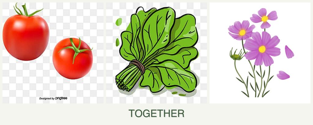 Can you plant tomatoes, spinach and cosmos together?