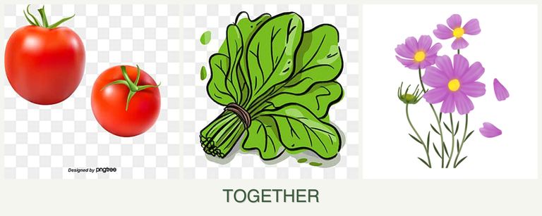 Can you plant tomatoes, spinach and cosmos together?