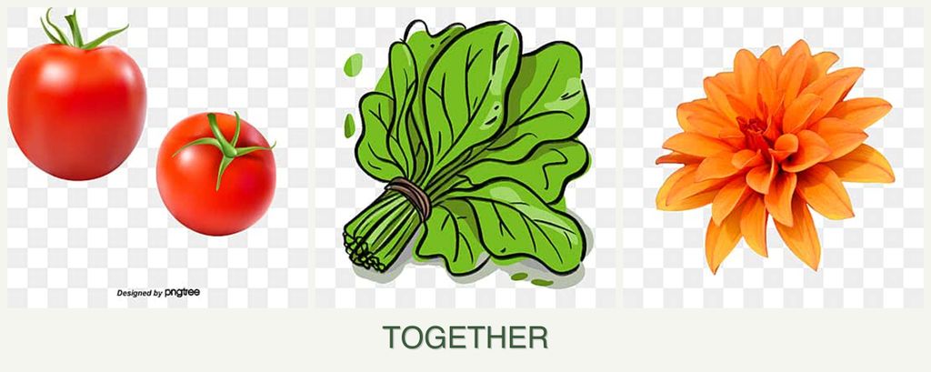 Can you plant tomatoes, spinach and dahlias together?