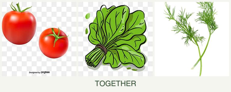 Can you plant tomatoes, spinach and dill together?