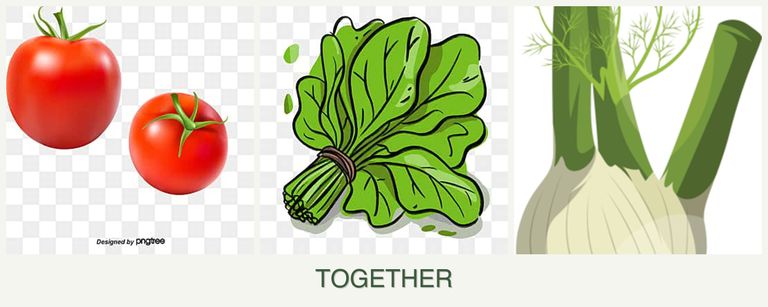 Can you plant tomatoes, spinach and fennel together?