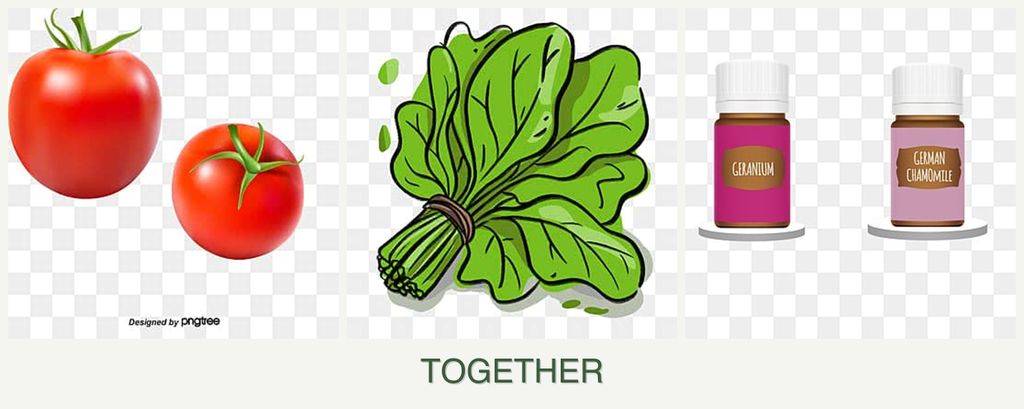 Can you plant tomatoes, spinach and geraniums together?