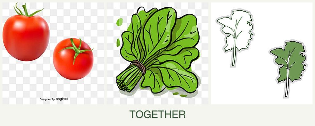 Can you plant tomatoes, spinach and kale together?