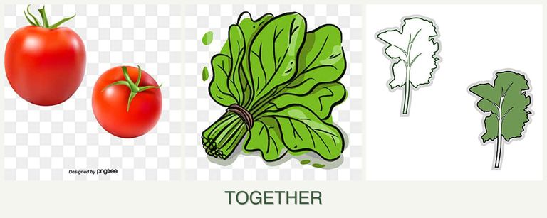Can you plant tomatoes, spinach and kale together?