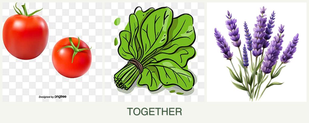 Can you plant tomatoes, spinach and lavender together?