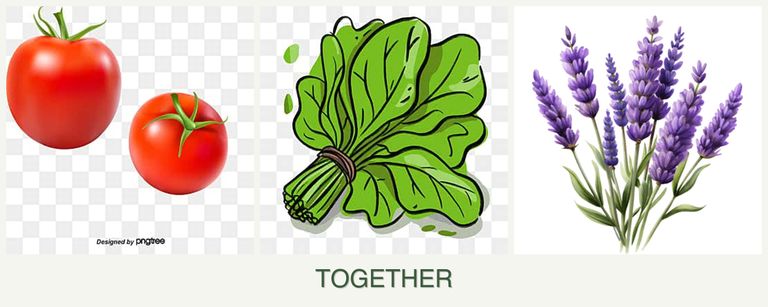 Can you plant tomatoes, spinach and lavender together?