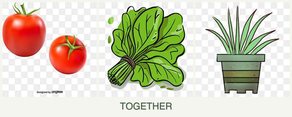 Can you plant tomatoes, spinach and lemongrass together?