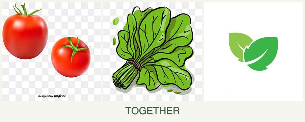 Can you plant tomatoes, spinach and mint together?