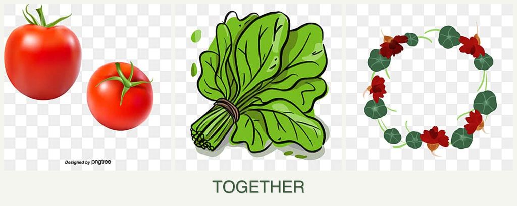 Can you plant tomatoes, spinach and nasturtiums together?
