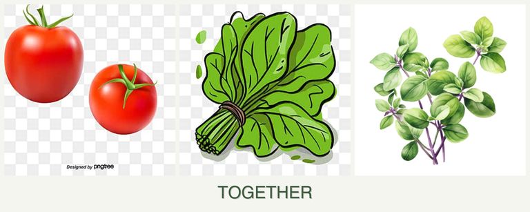 Can you plant tomatoes, spinach and oregano together?