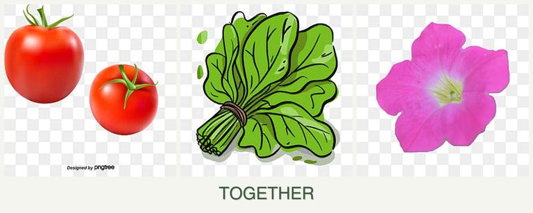Can you plant tomatoes, spinach and petunias together?