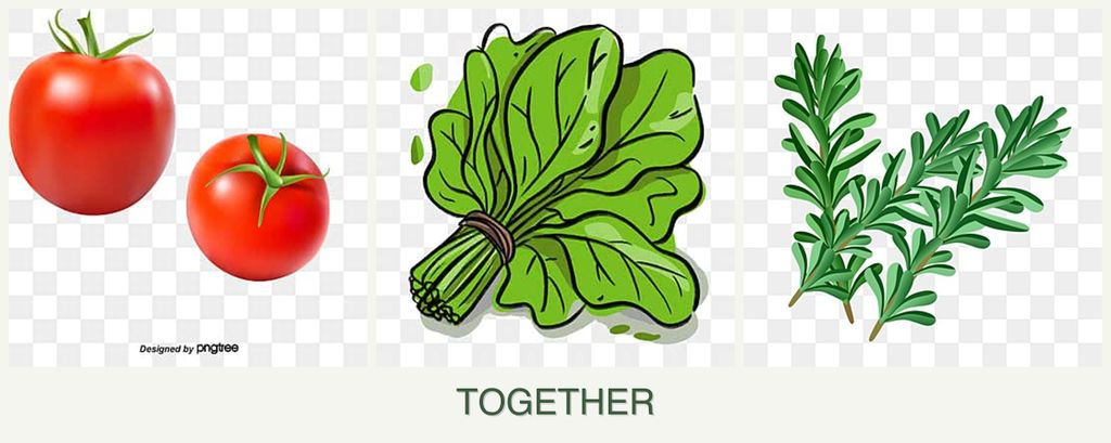 Can you plant tomatoes, spinach and rosemary together?