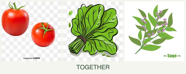 Can you plant tomatoes, spinach and sage together?