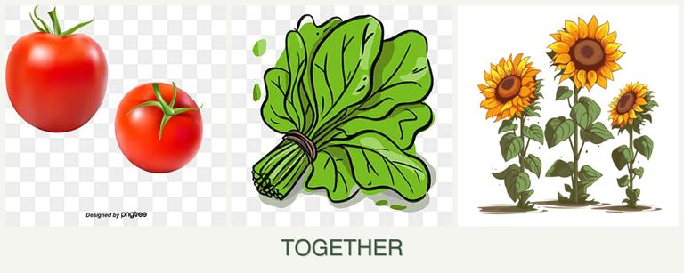 Can you plant tomatoes, spinach and sunflowers together?
