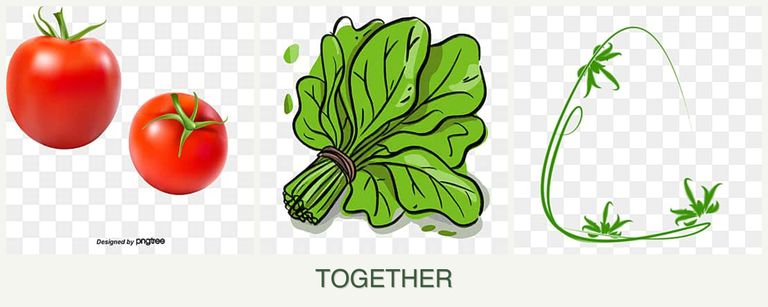 Can you plant tomatoes, spinach and tarragon together?