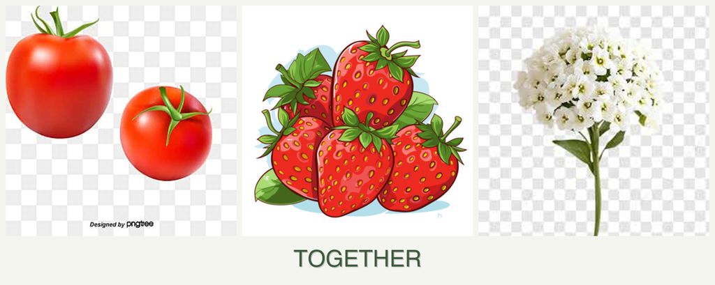 Can you plant tomatoes, strawberries and alyssum together?