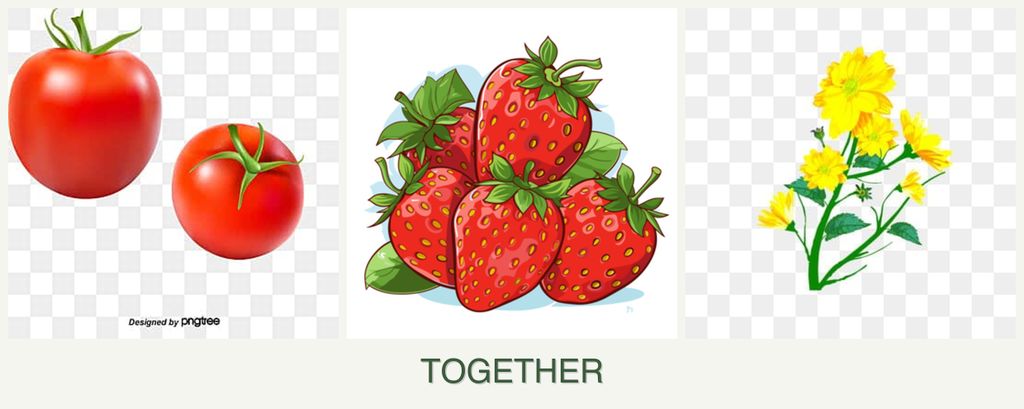 Can you plant tomatoes, strawberries and calendula together?