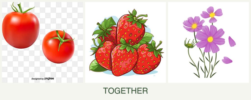 Can you plant tomatoes, strawberries and cosmos together?