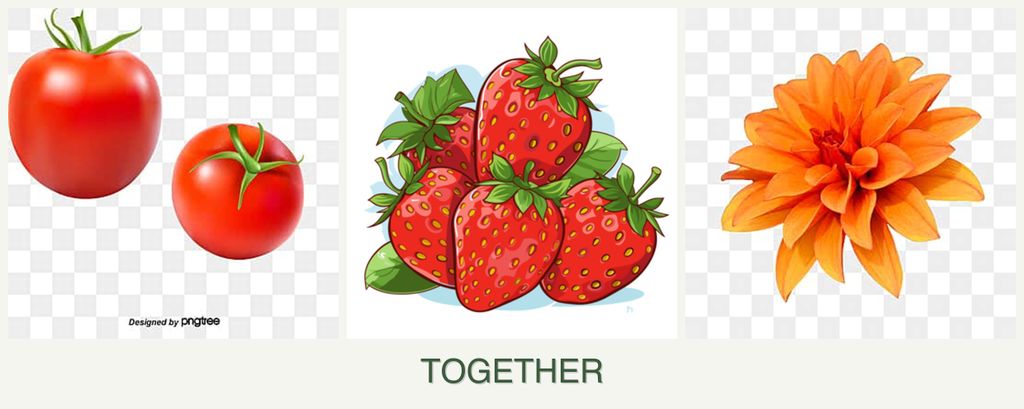 Can you plant tomatoes, strawberries and dahlias together?
