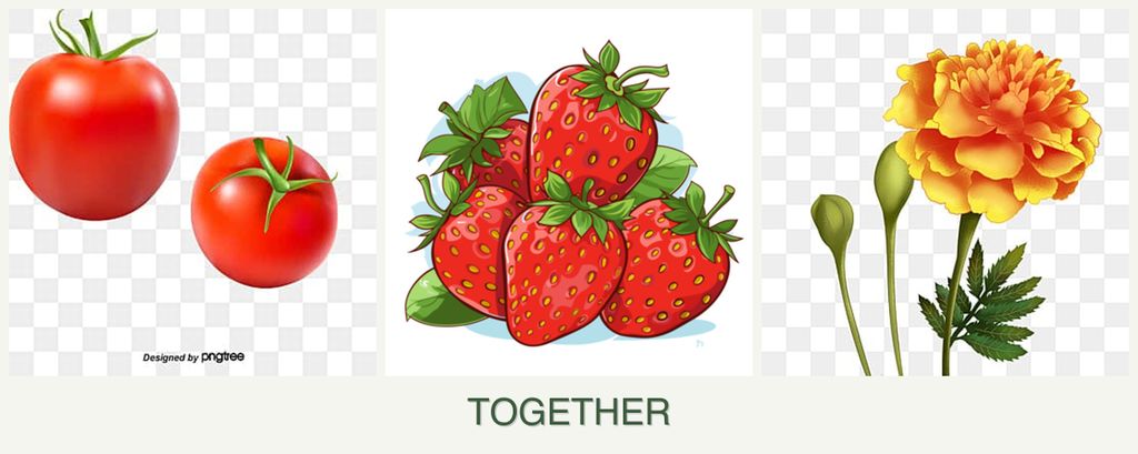Can you plant tomatoes, strawberries and marigolds together?