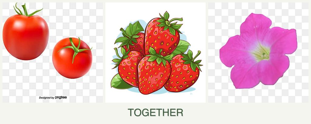 Can you plant tomatoes, strawberries and petunias together?