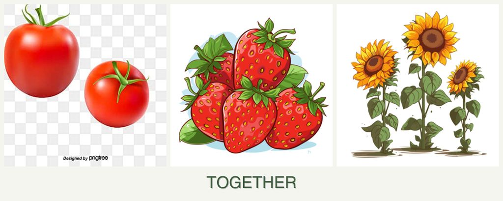 Can you plant tomatoes, strawberries and sunflowers together?