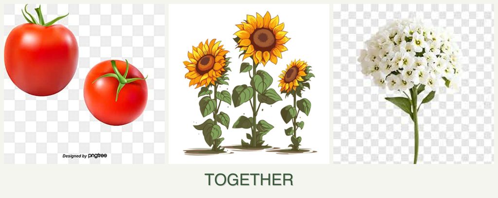 Can you plant tomatoes, sunflowers and alyssum together?
