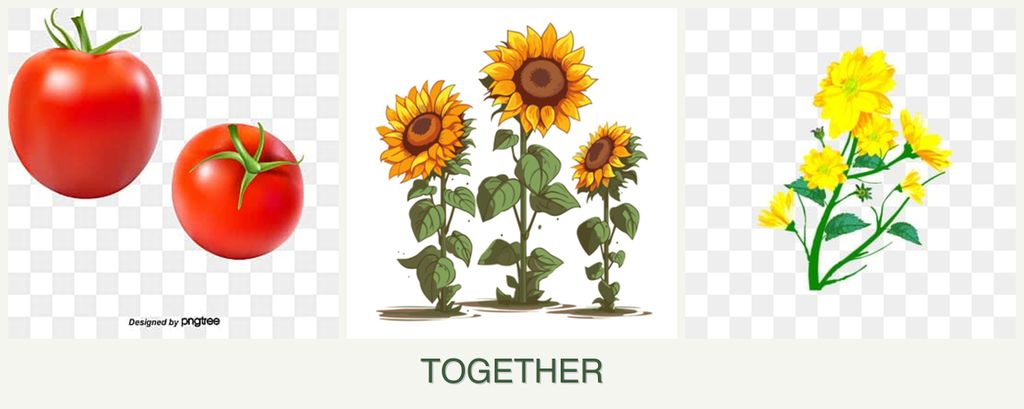 Can you plant tomatoes, sunflowers and calendula together?
