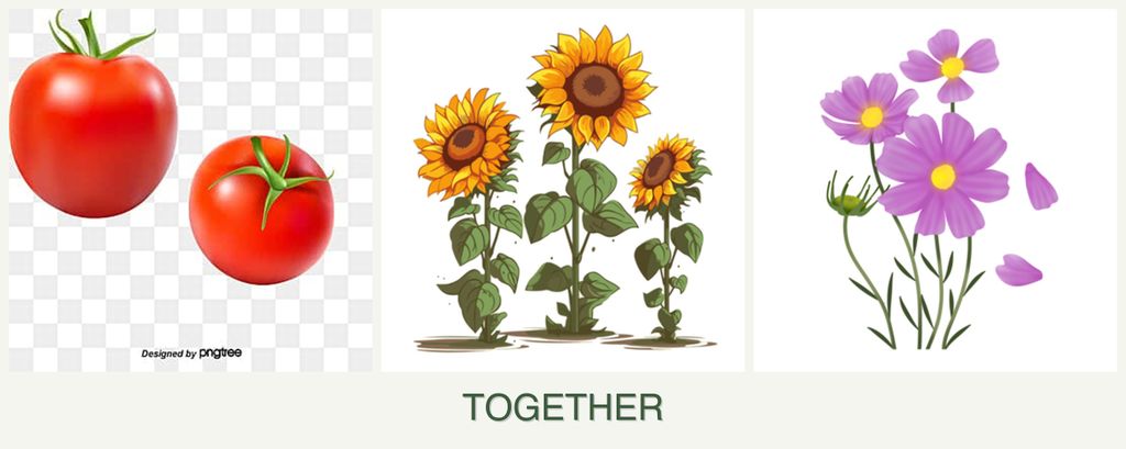 Can you plant tomatoes, sunflowers and cosmos together?