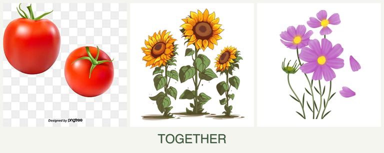 Can you plant tomatoes, sunflowers and cosmos together?