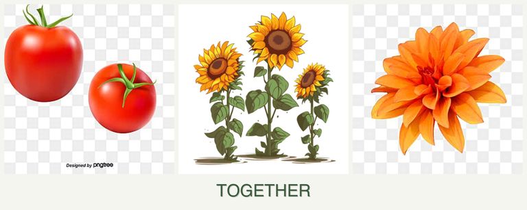 Can you plant tomatoes, sunflowers and dahlias together?
