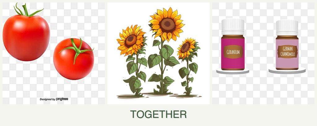 Can you plant tomatoes, sunflowers and geraniums together?