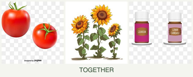 Can you plant tomatoes, sunflowers and geraniums together?