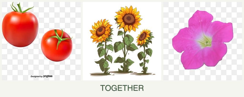 Can you plant tomatoes, sunflowers and petunias together?