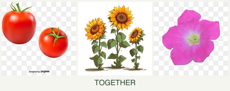 Can you plant tomatoes, sunflowers and petunias together?