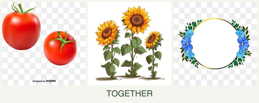 Can you plant tomatoes, sunflowers and zinnias together?