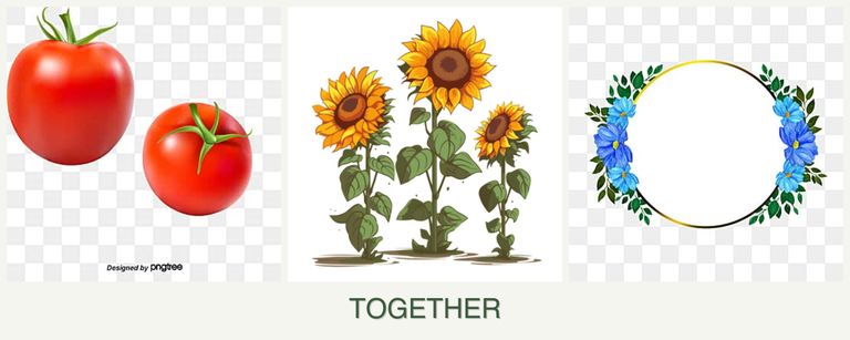 Can you plant tomatoes, sunflowers and zinnias together?