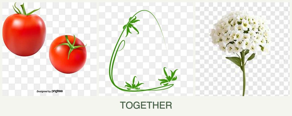 Can you plant tomatoes, tarragon and alyssum together?