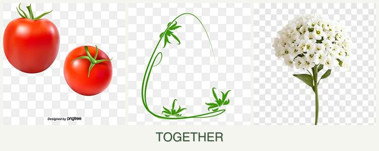 Can you plant tomatoes, tarragon and alyssum together?