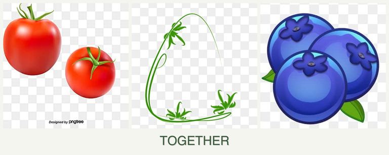 Can you plant tomatoes, tarragon and blueberries together?
