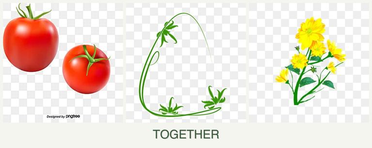 Can you plant tomatoes, tarragon and calendula together?