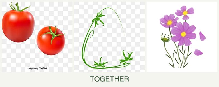 Can you plant tomatoes, tarragon and cosmos together?