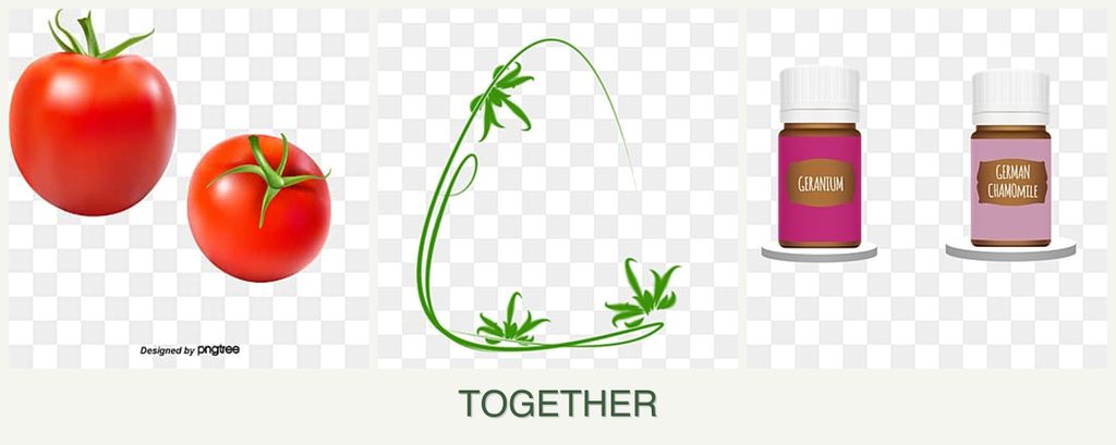 Can you plant tomatoes, tarragon and geraniums together?