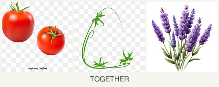Can you plant tomatoes, tarragon and lavender together?
