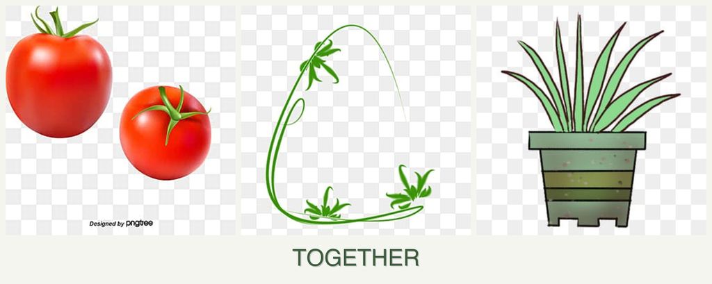 Can you plant tomatoes, tarragon and lemongrass together?