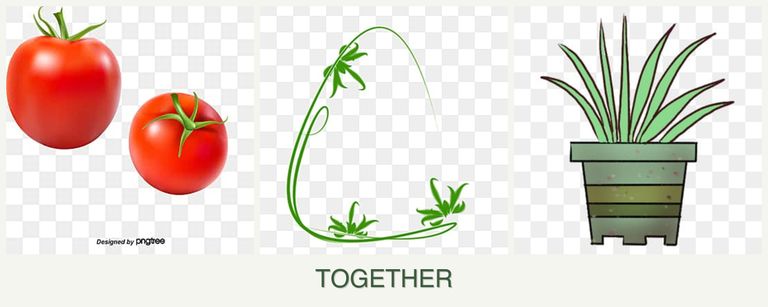 Can you plant tomatoes, tarragon and lemongrass together?